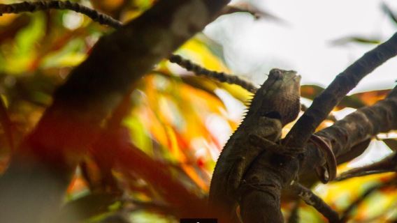 Discover Cuc Phuong National Park full-day tour from Ha Noi