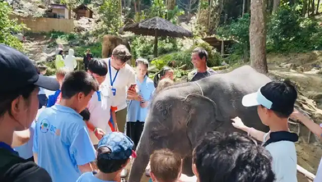布吉島芭東擁抱大象保護營【洗澡/餵食/親子互動/酒店接送】