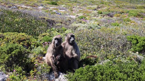 Cape Town: Cape Point & Boulders Beach Day Tour