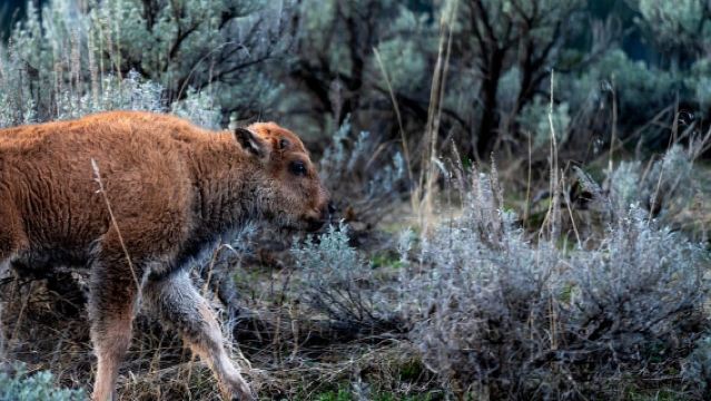 Yellowstone National Park: 1 Day Wildlife Photography Tour