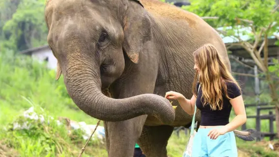 Phuket: Elephant Feeding Program by Trip from 999 THB