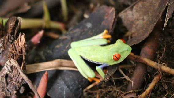Tortuguero: fai un'escursione sul sentiero del Cerro Tortuguero