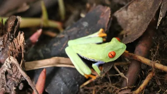 Tortuguero: Hike the Cerro Tortuguero Trail