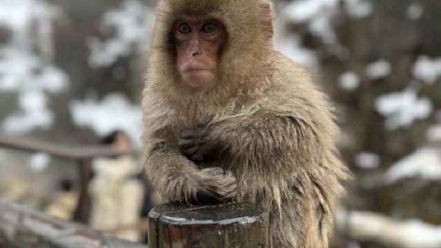 Lawatan Sehari Nagano | Kuil Togakushi & Taman Monyet Jigokudani Berjalan-jalan dengan Monyet Salji (Berlepas dari Nagano)