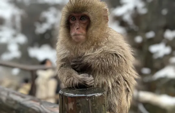 長野一日遊｜戶隱神社＆地獄谷野猿公苑 雪猴散策 (長野出發)