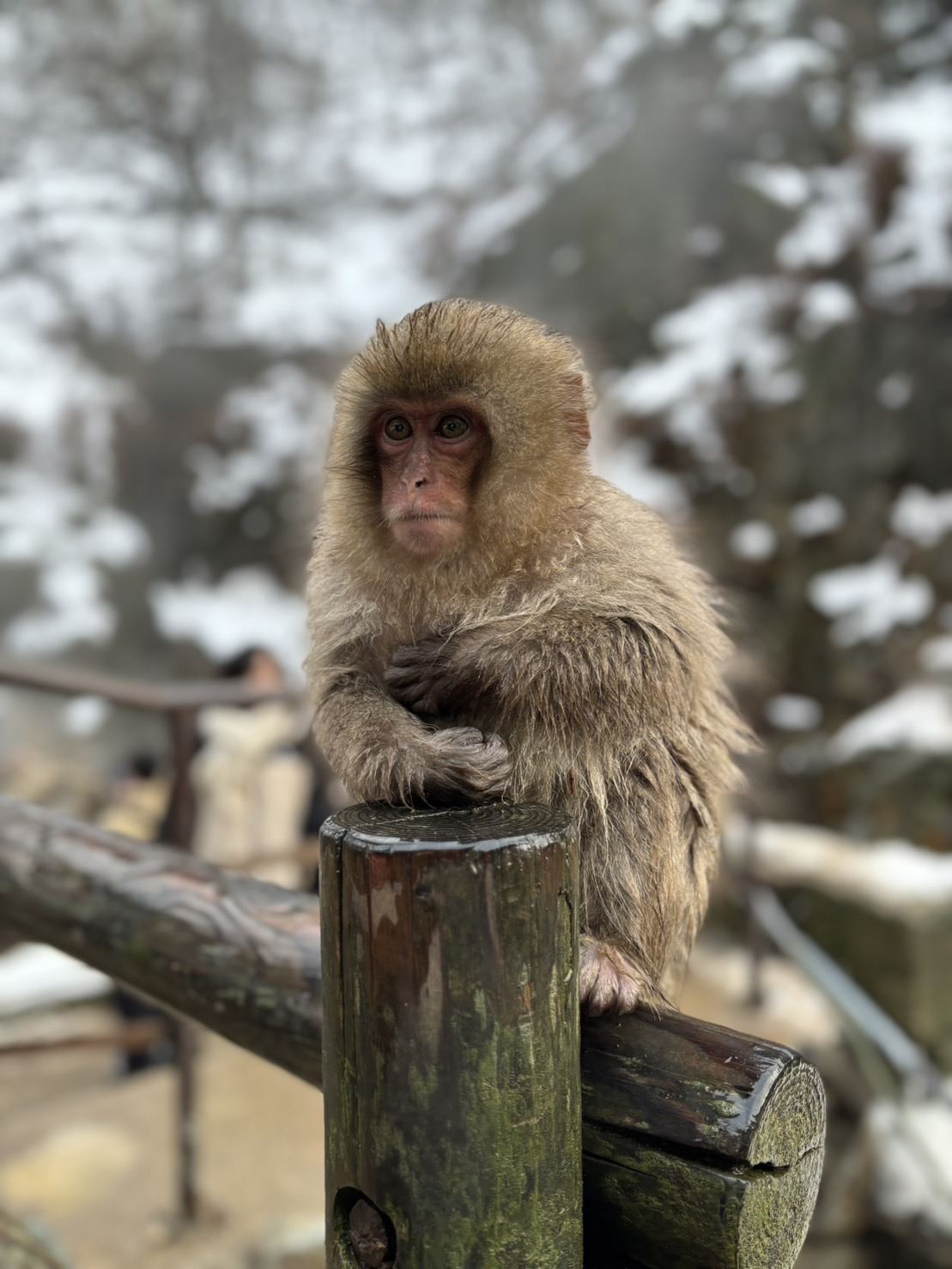 長野一日遊｜戶隱神社＆地獄谷野猿公苑 雪猴散策 (長野出發)