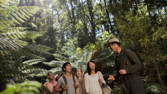 From Melbourne: Great Ocean Road & Wildlife Sightseeing Tour