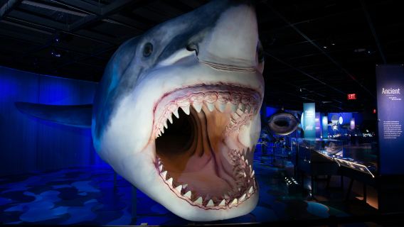 Royal Ontario Museum Feature Exhibit: Sharks
