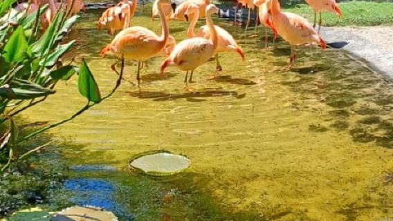 เซนต์ปีเตอร์สเบิร์ก: ทัวร์เซกเวย์เชิงนิเวศพร้อมสวนซันเคน