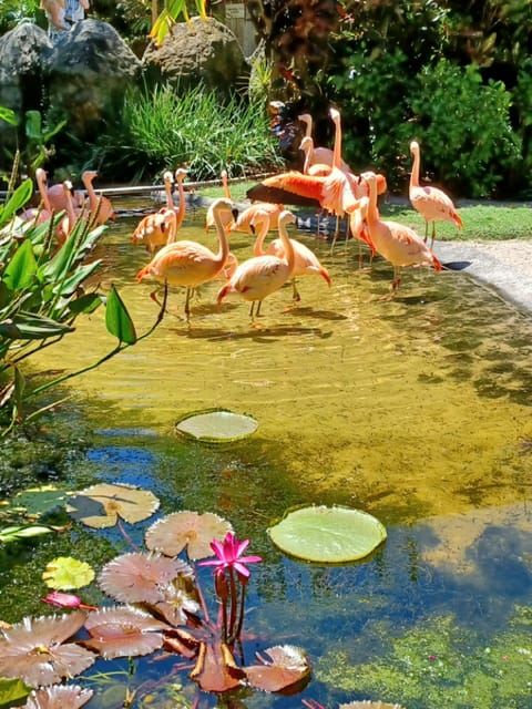 St. Petersburg: Eco Segway Tour with Sunken Gardens