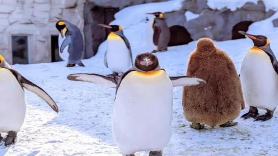 9人小團/巴士團北海道旭川動物園青池白鬚瀑布精靈露台一日遊