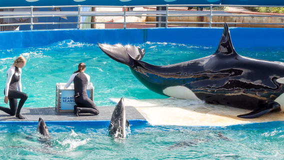 【邁阿密包車】水族館+維茲卡亞博物館及花園+小哈瓦那+南海灘