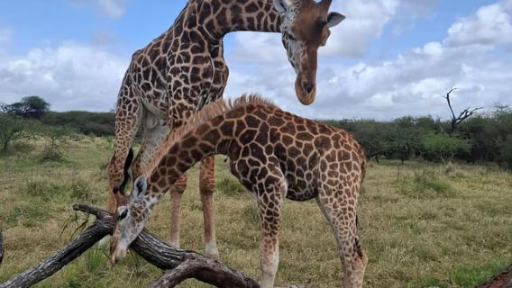 MOMBASA:FortJesusOldCity,StruzzoAntelopeGiraffaOryx,WildTour