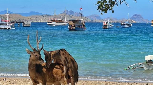 印尼科莫多島出海一日遊粉紅沙灘科莫多龍帕達爾島魔鬼魚大蜥蜴