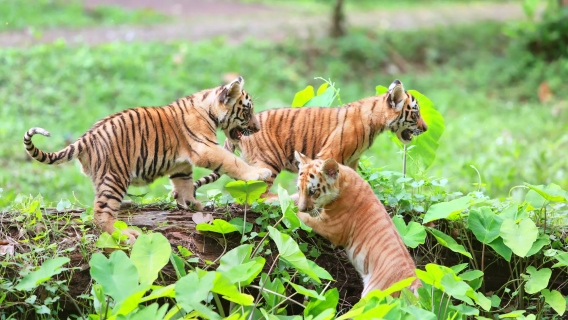【雅加達中文定制】拉古南動物園+印尼縮影公園+雅加達會議中心