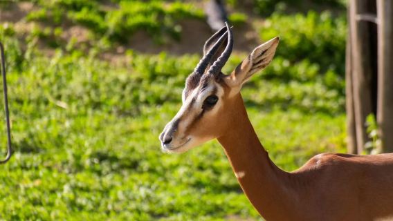 布達佩斯-塞切尼溫泉浴場-拉薩爾馬術公園精緻私家團包車遊