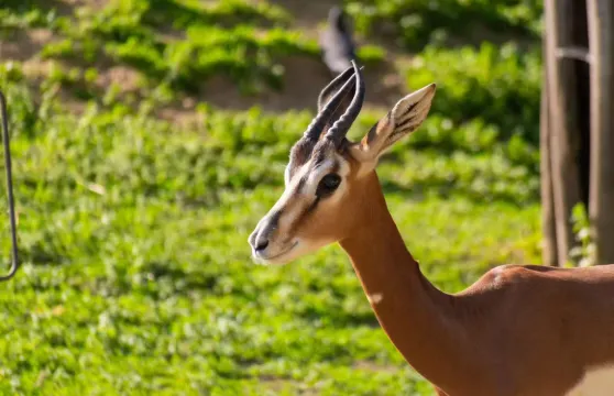 布達佩斯-塞切尼溫泉浴場-拉薩爾馬術公園精緻私家團包車遊