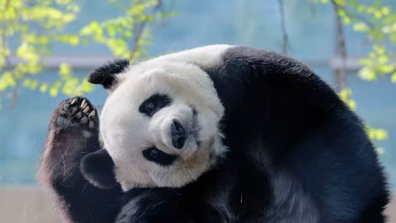 Chengdu Departure: 1-Day Private Charter Tour to Panda Valley, Dujiangyan & South Bridge Night View (Blue Tears)