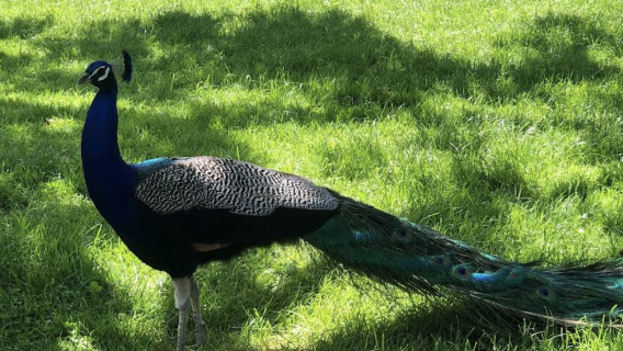 紐西蘭奧克蘭-霍比特村-藍泉一日遊【中文專車-愜意舒適】