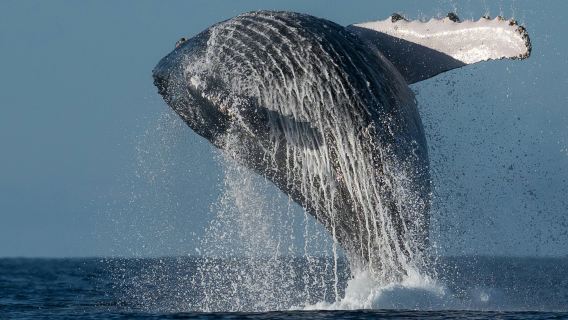 Experiencia de avistamiento de ballenas de 2 horas en Sunshine Coast