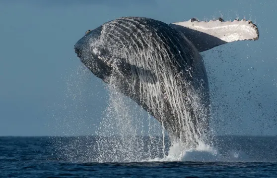 2小時陽光海岸觀鯨體驗