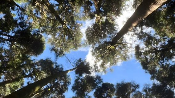 Alishan Join-in Day Tour from Taichung (Incl. Park Entrance)