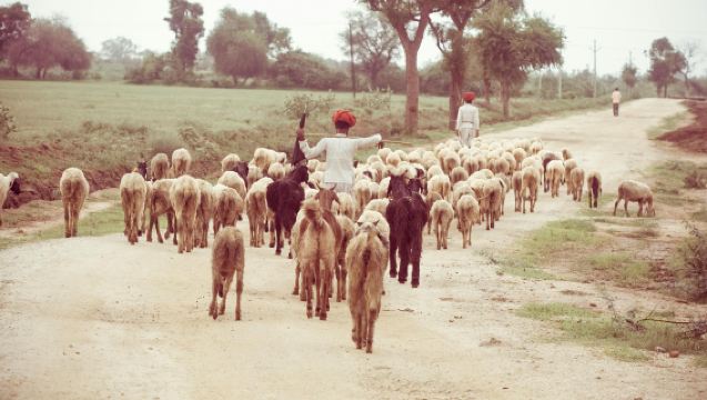 Jawai Leopard Safari with Jodhpur Drop from Udaipur