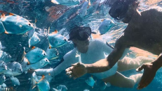 1-day tour of Snorkeling and Dolphin Feeding at Moreton Island in Brisbane, Australia