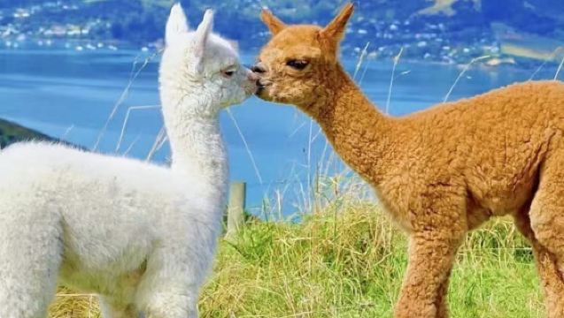 Berlepas dari Christchurch: Lawatan Sehari Sewaan Peribadi dalam Bahasa Cina ke Ladang Alpaca Akaroa + Menonton Lumba-lumba dengan Bot