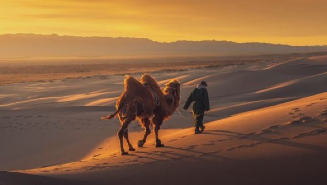 [몽골/1일투어/당일치기] 미니고비 사막에서 낙타체험부터 호수관광까지!