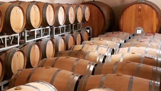 Winery Tour with Wine & Food Tasting near Riccione & Rimini