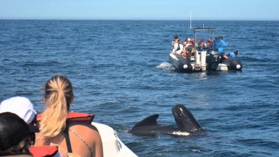 Sesimbra: Dolphin and Whales Watching with Biologist Guide