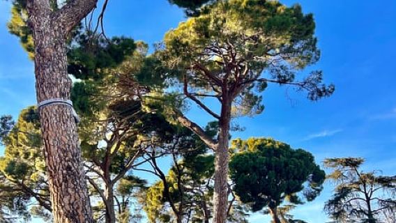 Madrid: Magic Retiro Park Bike Sightseeing Tour