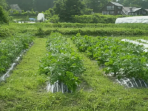 Pension Chauchau Hotels in Hakuba