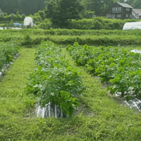 Pension Chauchau