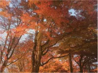 더 호텔 후지야마