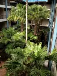 Quite Simply THE BEST Kona Reef Oceanfront. - 4성급