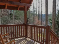 " Beary Cozy Cabin " - Private Pools
