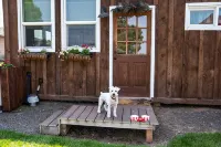 Horsing Around In The Barn (Pet friendly) - 3 stjerner