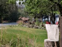 Cozy Seward Cottage: Amazing Location in the middle of town. Pet-Friendly!