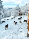 Summit Condo ... Near the Village. Summers Are Almost Heaven!! - Kuntosalit