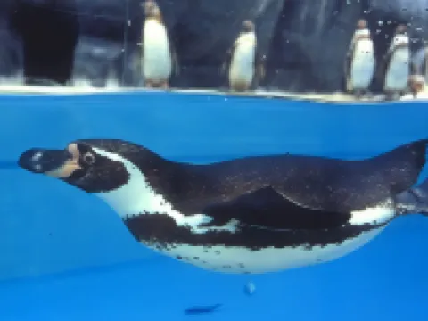 意大利軒酒店 新潟酒店