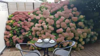 Palm Court Motel Hotels in Otorohanga
