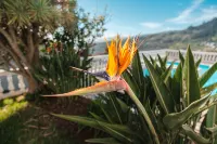 GuestReady - Peaceful Paradise in Madeira - 4-Star