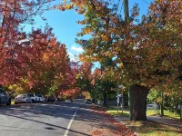 Camellia Cottage - Your Peaceful Mountain Getaway! Hotels in Blackheath