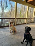 Lake Hartwell Waterfront w/Dock, Gameroom, Firepit, Pets, Clemson & Fenced Yard - 4-Star
