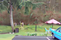 Shiny Motel