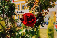 Limon Pansiyon
