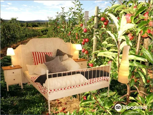 Villa Orchard Frankfurt - Homestays