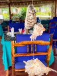 Bella Vista Resort Zanzibar - Desayuno
